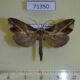 71350p Noctuidae Plusiodonta wahlbergi Uganda $9