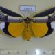 71351p Noctuidae Eligma hypsoides Uganda $25