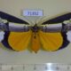 71352p Noctuidae Eligma hypsoides Uganda $25