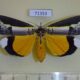 71353p Noctuidae Eligma hypsoides Uganda $17