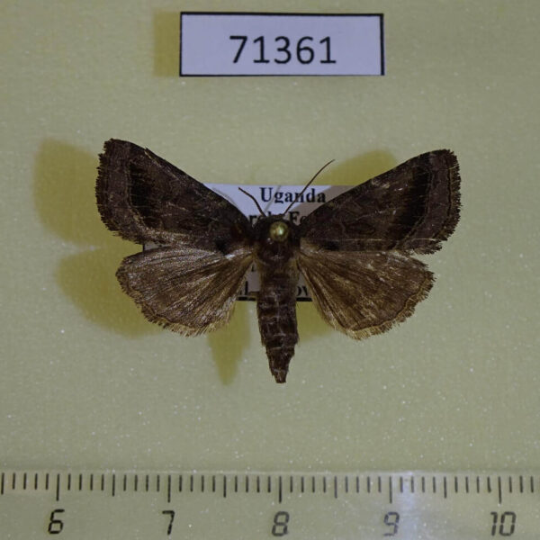 Noctuidae sp. Uganda