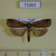 71363p Notodontiidae Pseudoscrancia africana Uganda $7