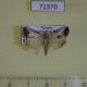 71370p Noctuidae Bryophilopsis anomoiota Uganda $5