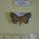 71373p Noctuidae Laspeyria olivata Vietnam $10
