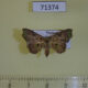 71374p Noctuidae Laspeyria olivata Vietnam $9