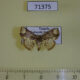 71375p Noctuidae Tegiapa steganioides Uganda $12