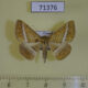 71376p Noctuidae Rhabdophera hansali Uganda $10
