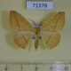 71378p Geometridae Xanthisthisa niveifrons Uganda $5