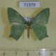 71379p Geometridae Antharmostes simplicimargo Uganda $6