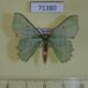 71380p Geometridae Victoria immunifica Uganda $7