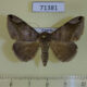 71381p Noctuidae Dysgonia palpalis Uganda $8