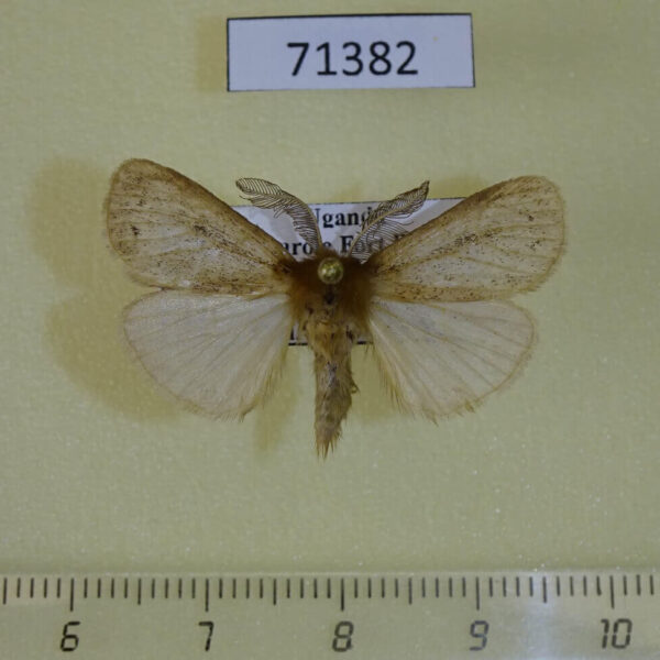 Lymantridae Laelia bifascia Uganda