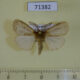 71382p Lymantridae Laelia bifascia Uganda $9
