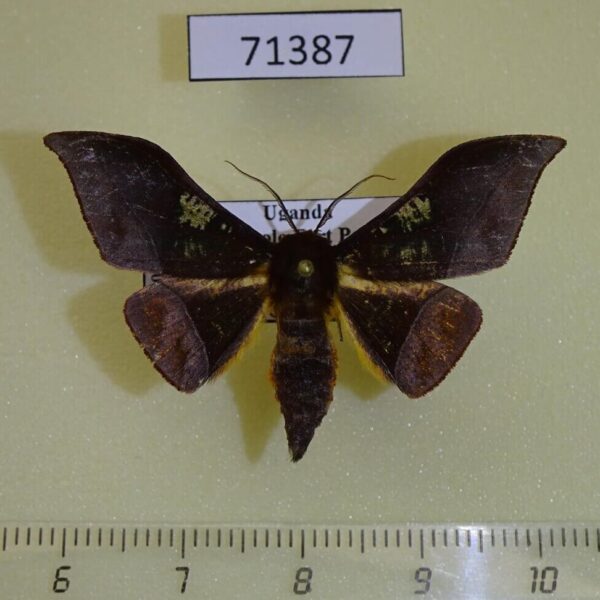 Geometridae Plegapteryx anomalus Uganda