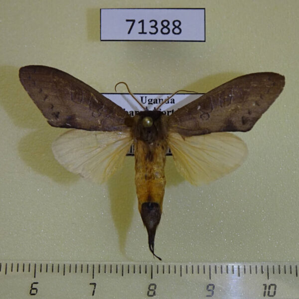 Notodontiidae Tmetopteryx sp. maura Uganda