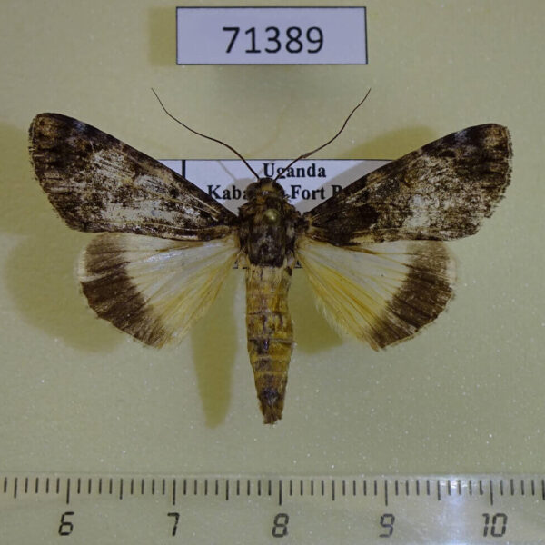 Noctuidae Ulotrichopus leucopasta Uganda
