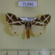 71390p Arctiidae Seydelia ellioti Uganda $20