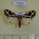 71391p Arctiidae Seydelia ellioti Uganda $15