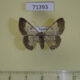 71393p Geometridae Zamarada pelobasis f Uganda $10