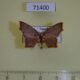 71400p Geometridae Chrysocraspeda zombensis Uganda $15
