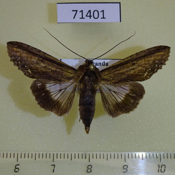 Euteliidae Stictoptera sp. Uganda