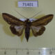 71401p Euteliidae Stictoptera sp. Uganda $6