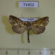 71402p Noctuidae Plusiodonta sp. gueneei Uganda $15