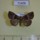 71406p Noctuidae Hypeninae sp. Uganda $5