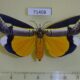 71408p Noctuidae Eligma hypsoides Uganda $25