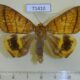 71410p Noctuidae Achaea catocalina Uganda $8
