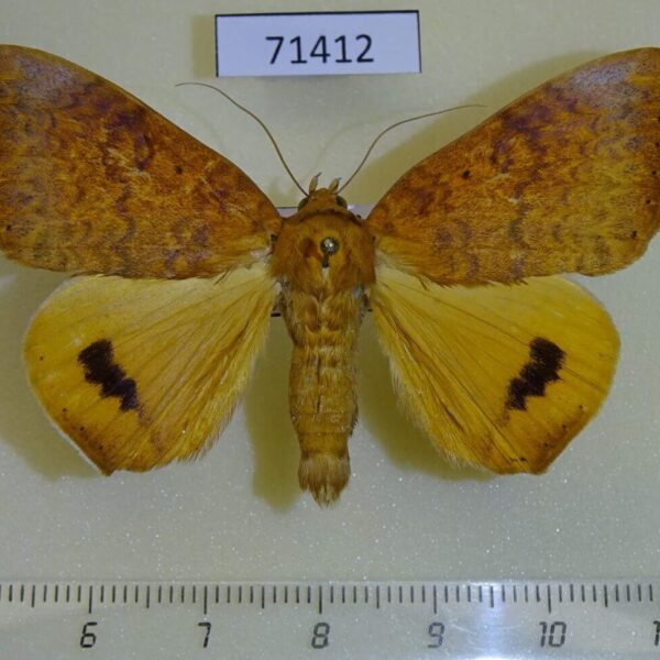 Noctuidae Achaea klugii Uganda
