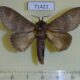 71421p Lasiocampidae Pachymeta immunda Uganda $6