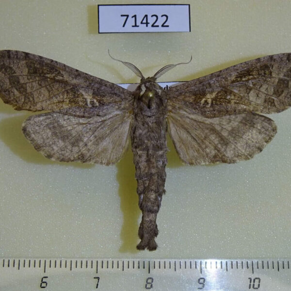 Cossidae Oreocossus kilimanjarensis f Uganda