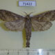 71422p Cossidae Oreocossus kilimanjarensis f Uganda $25