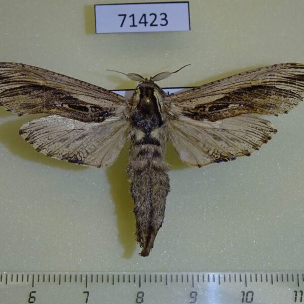 Cossidae Strigocossus ochricosta Uganda