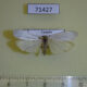 71427p Arctiidae Lamprosiella eborella Uganda $9