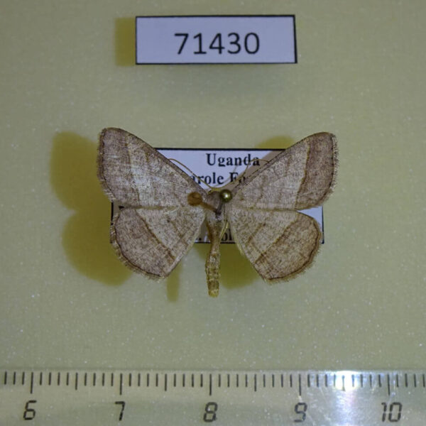 Geometridae Chiasmia normata Uganda