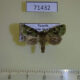 71432p Noctuidae Eumichtis rubrimixta Uganda $7