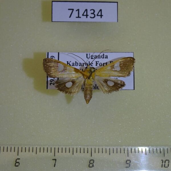 Crambidae Ulopeza flavicepsalis Uganda