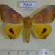 71436p Noctuidae Achaea klugii Madagascar $18