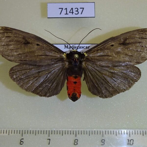 Arctiidae Phryganopteryx nebulosa Madagascar