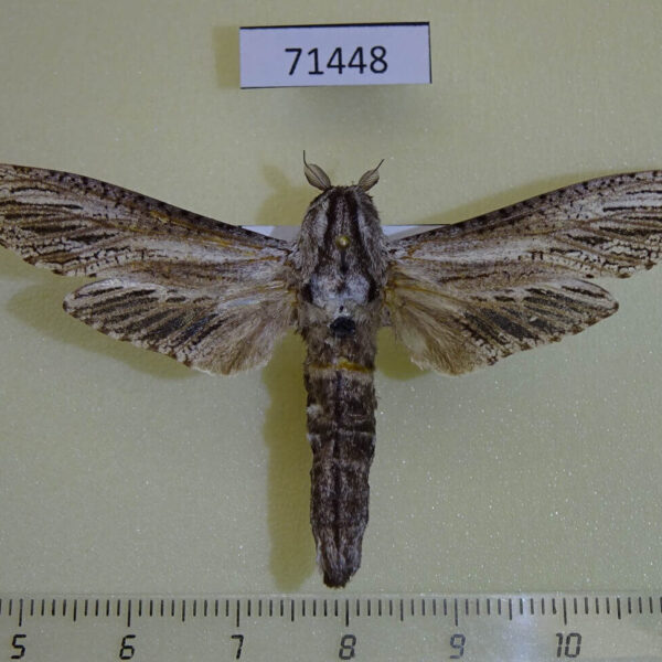 Cossidae Panau stenoptera sumatrana Vietnam