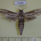 71449p Cossidae Panau stenoptera sumatrana Vietnam $25
