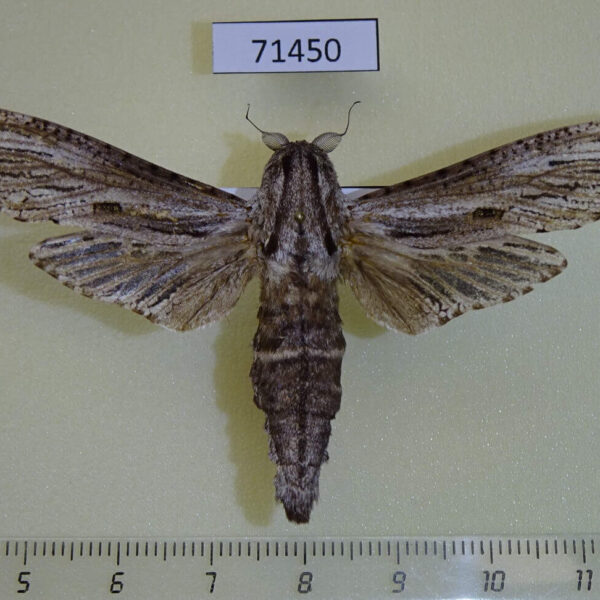 Cossidae Panau stenoptera sumatrana Vietnam