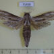71450p Cossidae Panau stenoptera sumatrana Vietnam $30