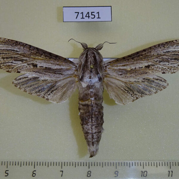Cossidae Panau stenoptera sumatrana Vietnam