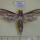 71451p Cossidae Panau stenoptera sumatrana Vietnam $25