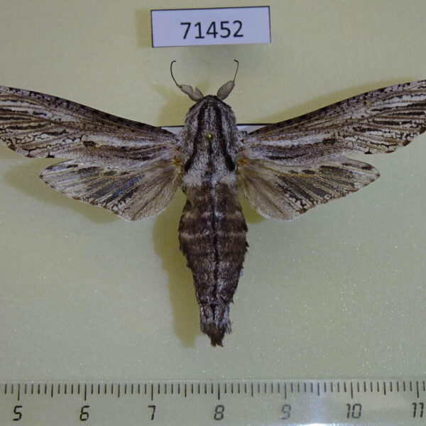 Cossidae Panau stenoptera sumatrana Vietnam