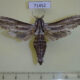 71452p Cossidae Panau stenoptera sumatrana Vietnam $30