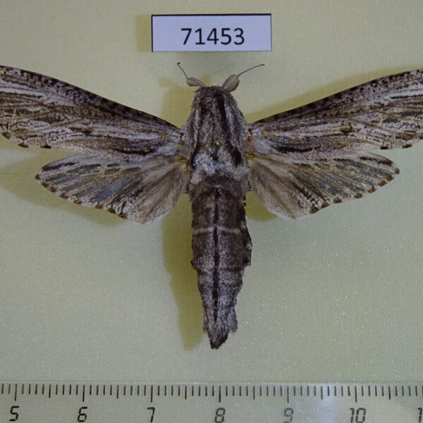 Cossidae Panau stenoptera sumatrana Vietnam